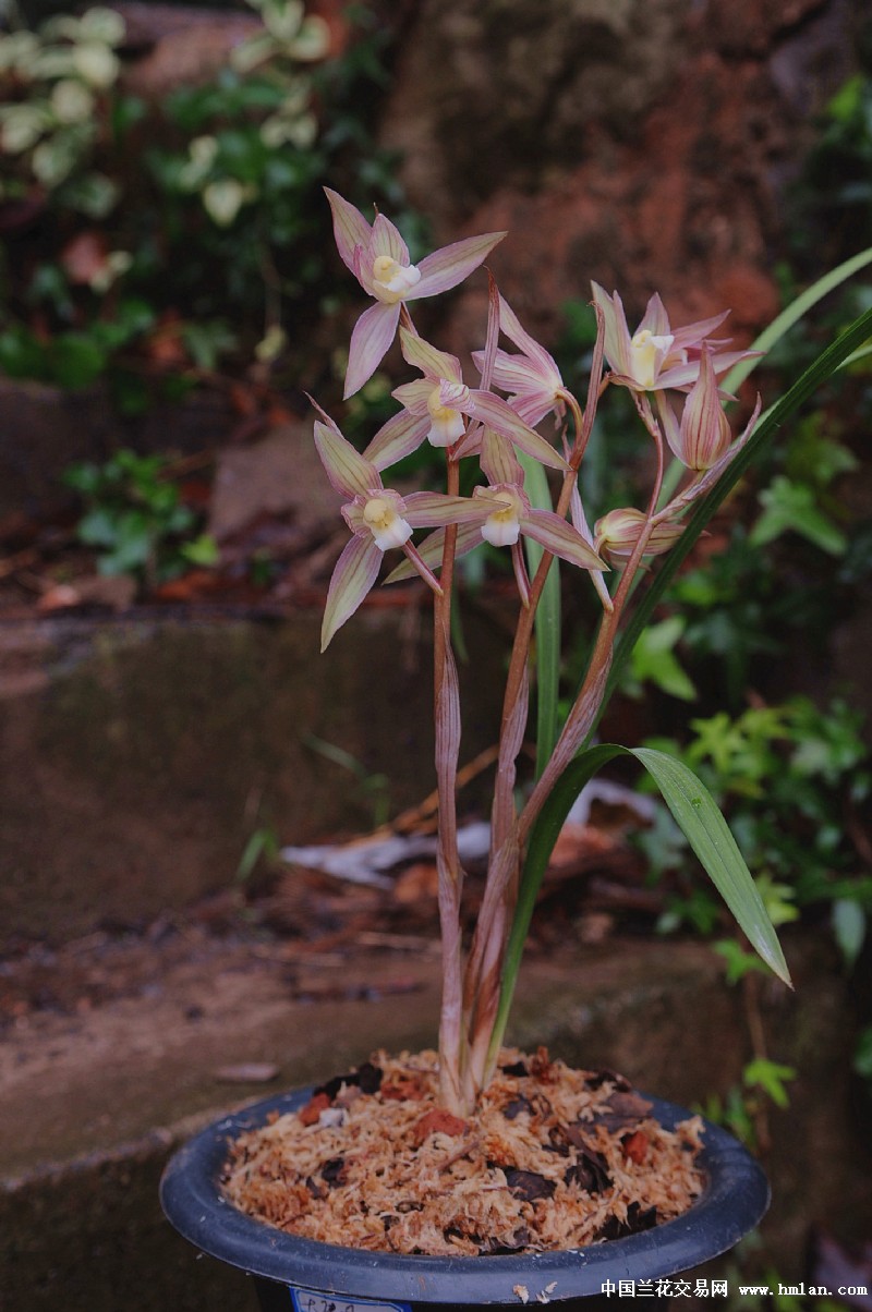 雨过天晴:1苗3花箭(已开花清秀漂亮种苗) - 中国兰花