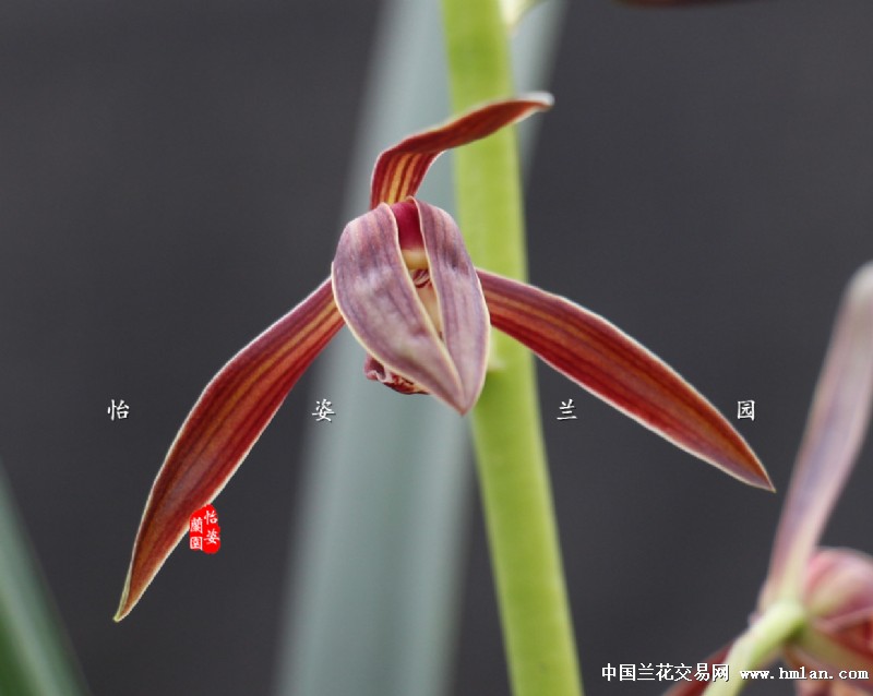 本地下山草---红得发紫--【紫玉】-墨兰篇-中国