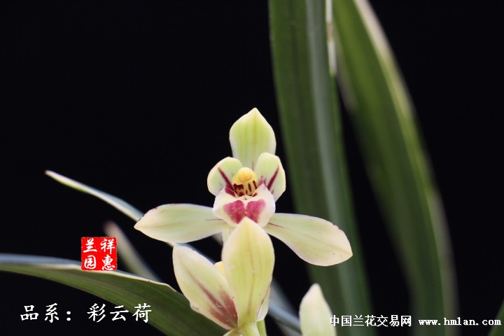 带花 清秀苗【彩云荷】5苗壮草 108元含顺丰 中国兰花交易网