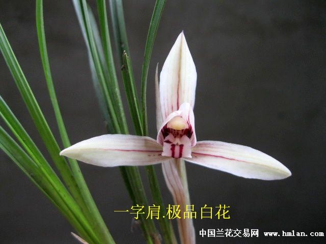 下山浓香春兰:一字肩白花新品[分拍2] - 中国兰花交易