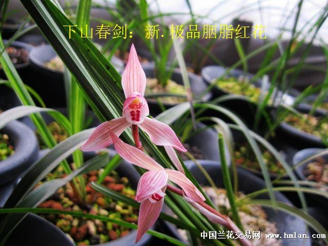 下山春剑:新.极品胭脂红花[全草上拍]