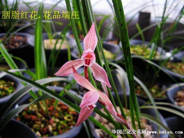 下山春剑:新.极品胭脂红花[全草上拍]