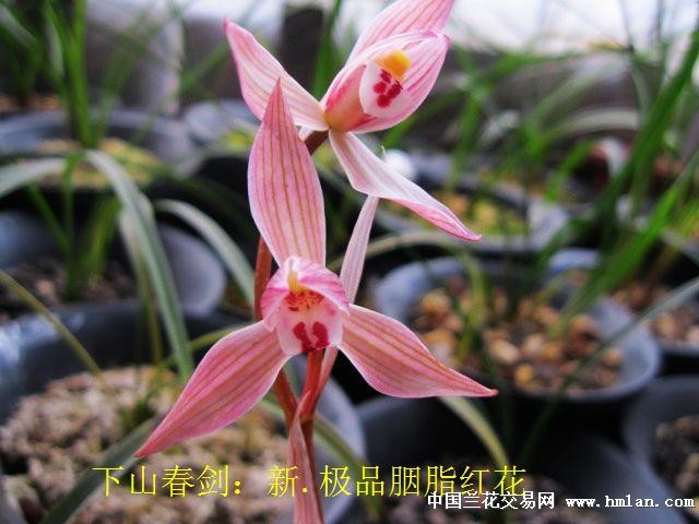 下山春剑:新.极品胭脂红花[全草上拍]