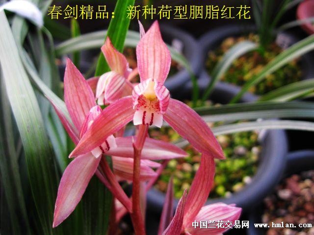 春剑精品:新种荷型胭脂红花[现分苗让种2] - 中国兰花