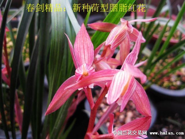 春剑精品:新种荷型胭脂红花[现分苗让种2] - 中国兰花