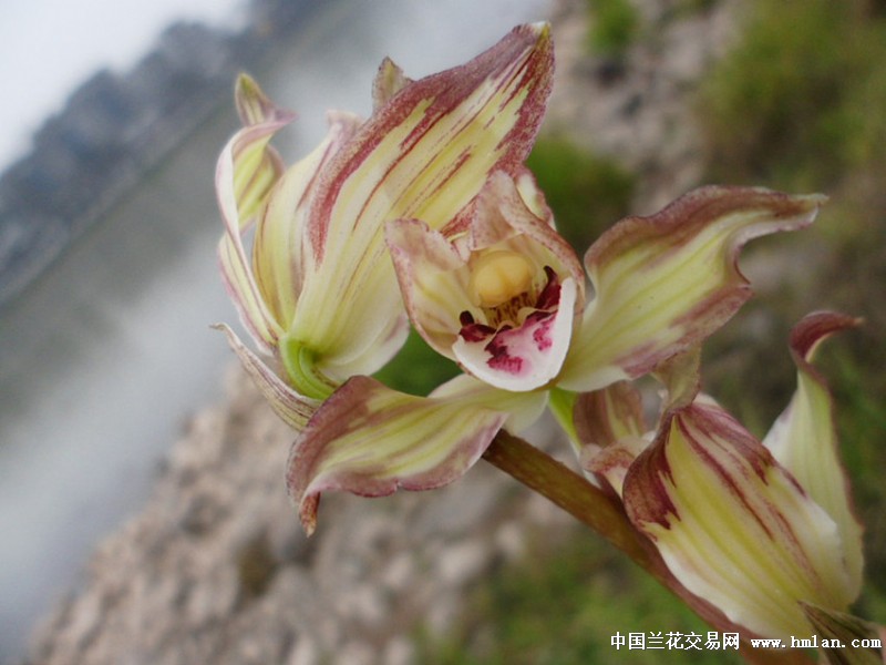 春剑精品复色花(西岭魂)