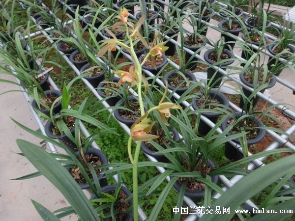 2015报岁兰花开-金丝雀-墨兰篇-中国兰花交易网社区