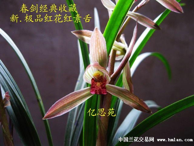 春剑经典收藏:新.极品红花红素舌[分苗让种上拍]