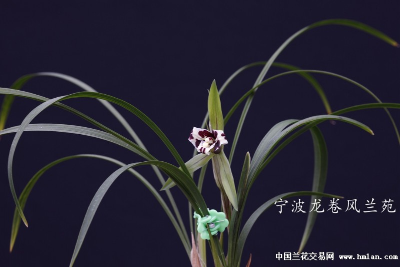 东海蛟龙花开-春兰篇-中国兰花交易网社区