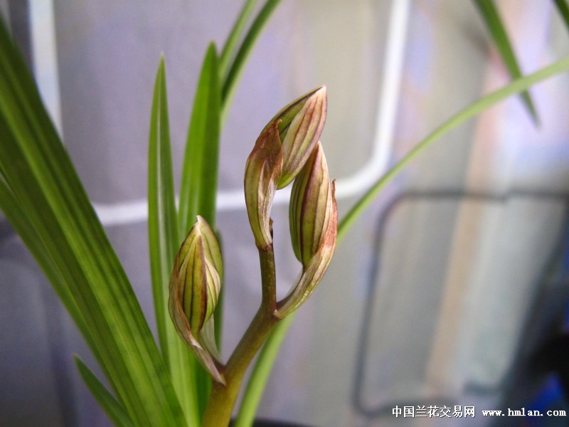 请渔夫爱兰花看荷之冠大排铃
