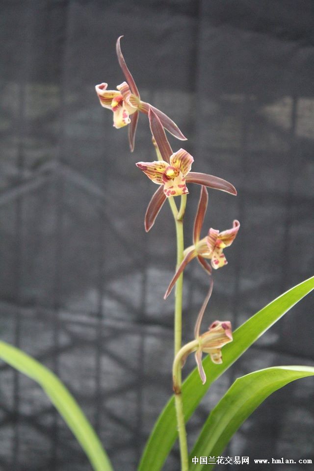 分享2015天将水晶转雪白爪艺最后一盆开品!-墨