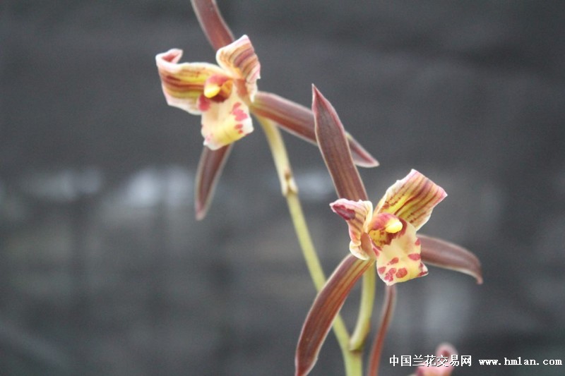 分享2015天将水晶转雪白爪艺最后一盆开品!-墨