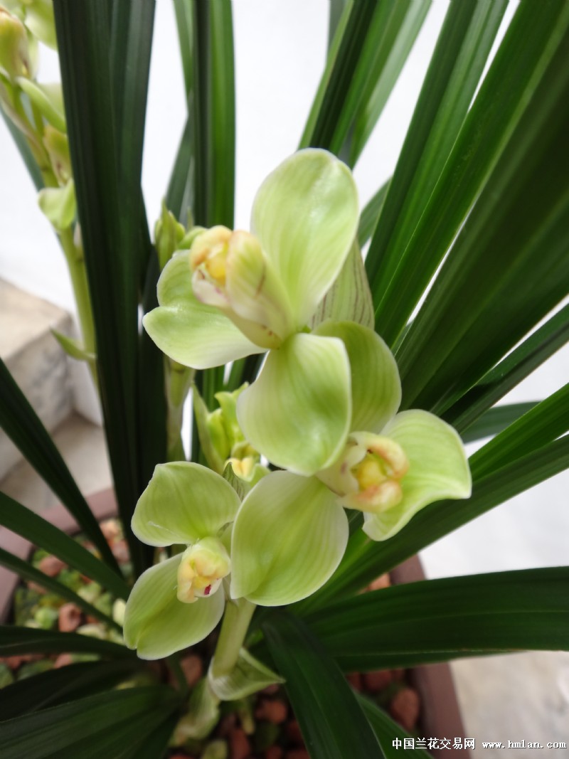 花开~大盆《玉海棠-春剑篇-中国兰花交易网社区
