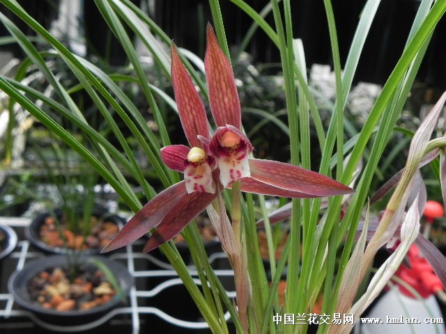 元红元红,红红火火-春兰篇-中国兰花交易网社区
