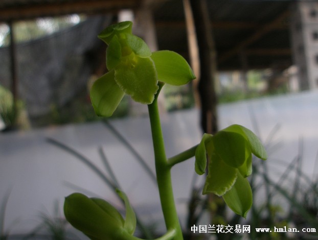 如意素-分草上盆-蕙兰篇-中国兰花交易网社区