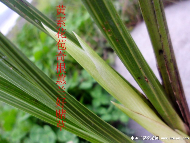 黄素花苞奇根蕙兰好赌草