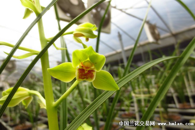 海归蜂巧(带2芽)重拍 中国兰花交易网