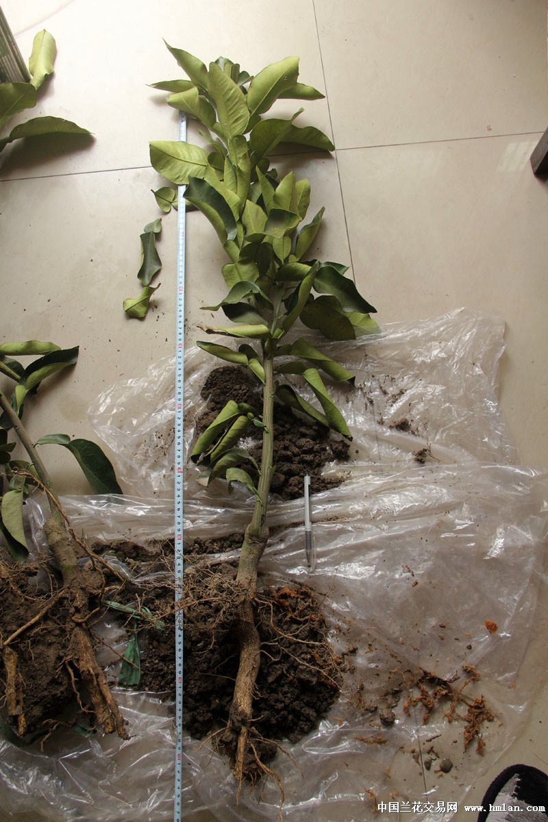 优惠价 玉环红肉文旦苗(B) 已长有主根