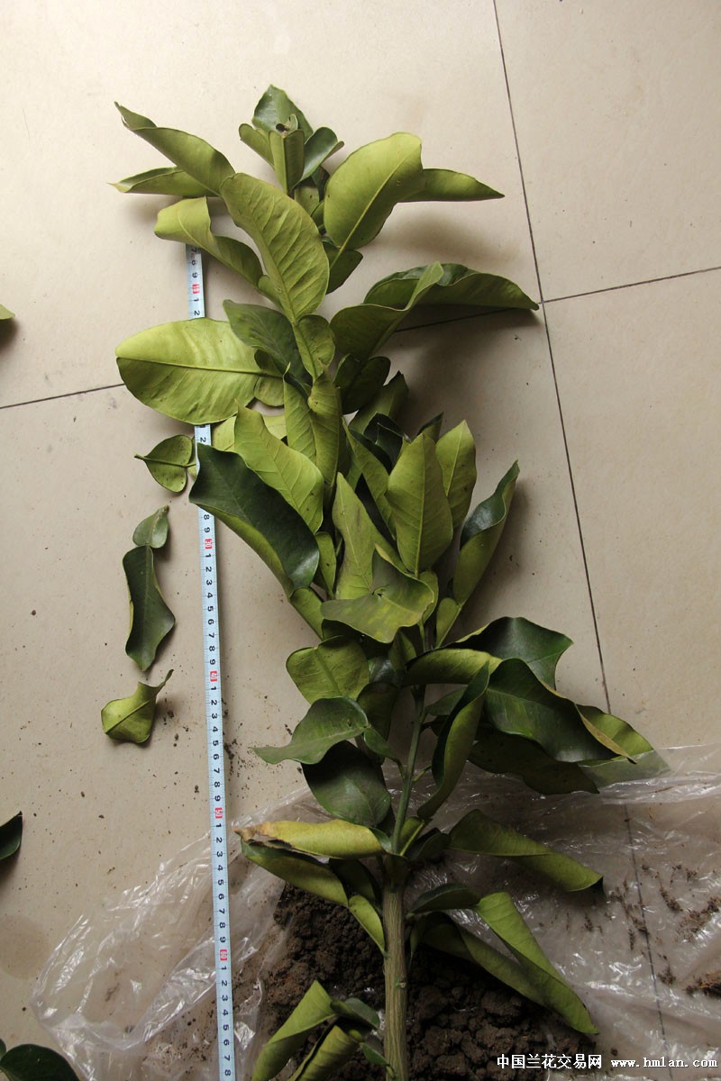 优惠价 玉环红肉文旦苗(B) 已长有主根