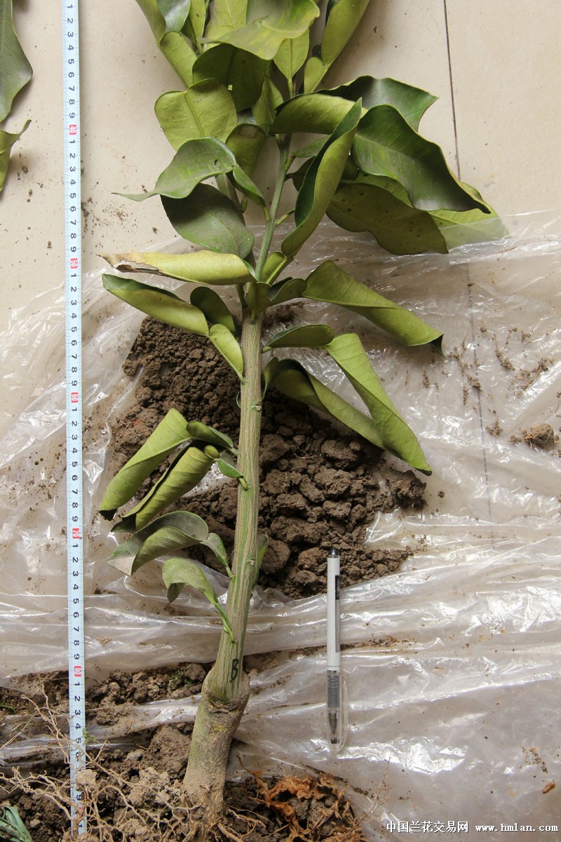 优惠价 玉环红肉文旦苗(B) 已长有主根