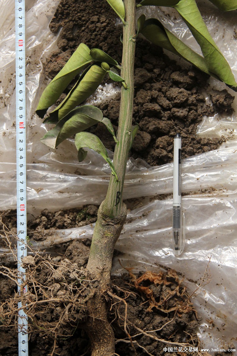 优惠价 玉环红肉文旦苗(B) 已长有主根