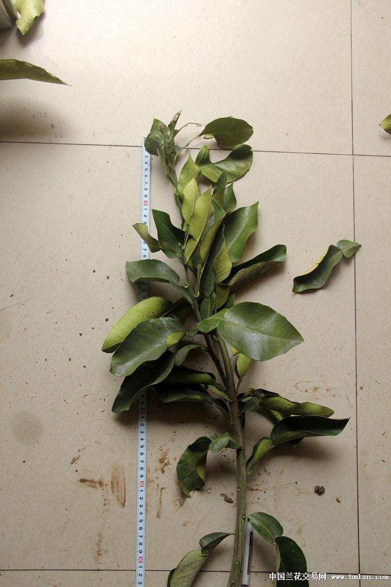 优惠价 玉环红肉文旦苗(C) 已长有主根