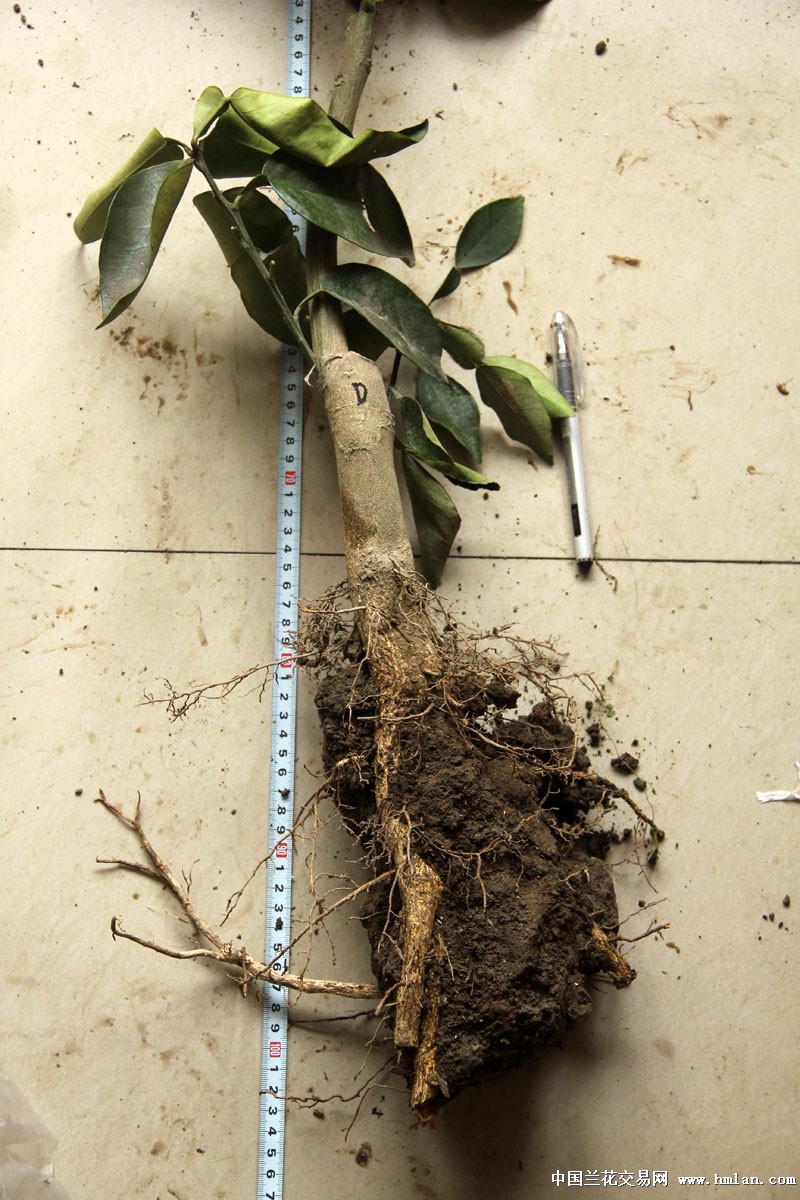 优惠价 玉环红肉文旦苗(D) 已长有主根