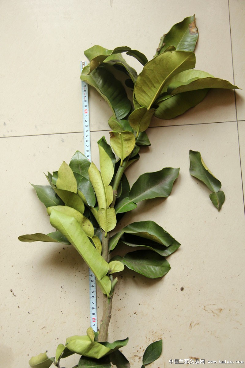 优惠价 玉环红肉文旦苗(D) 已长有主根