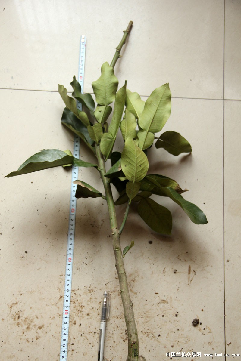 优惠价 玉环红肉文旦苗(E) 已长有主根