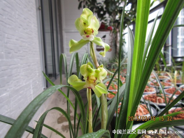 飘神,原生玉蟾。花开1月。