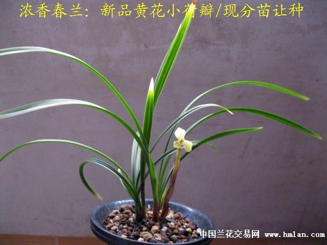 收藏级:浓香春兰新.极品黄花小荷瓣[分苗让种1]