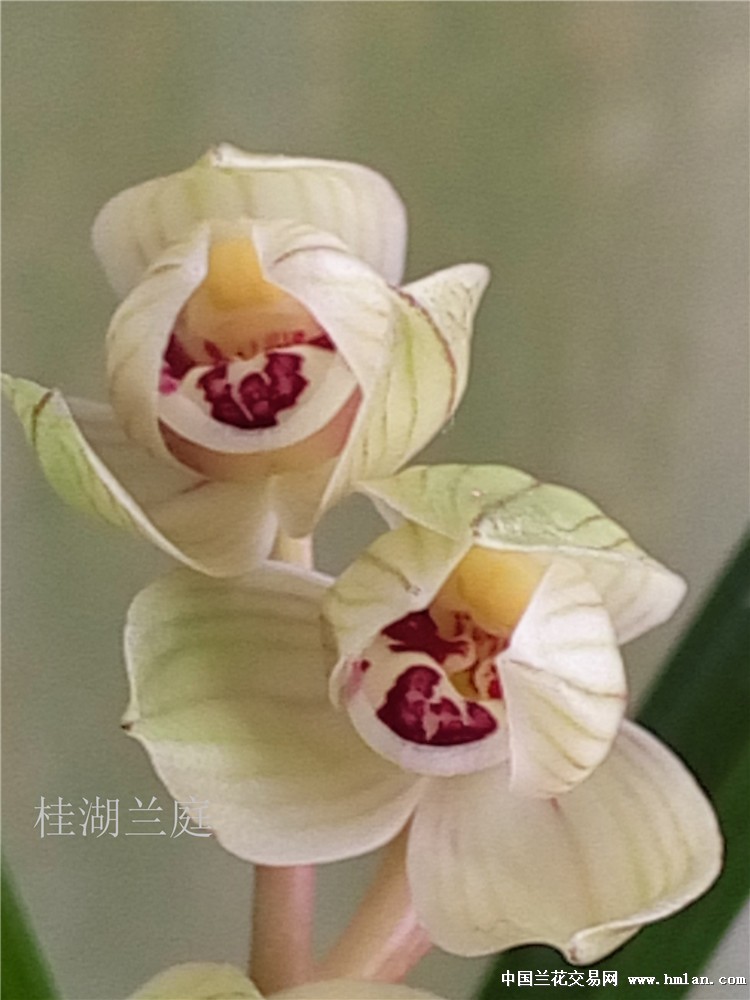 新种荷瓣开品欣赏,征集美名-春剑篇-中国兰花交