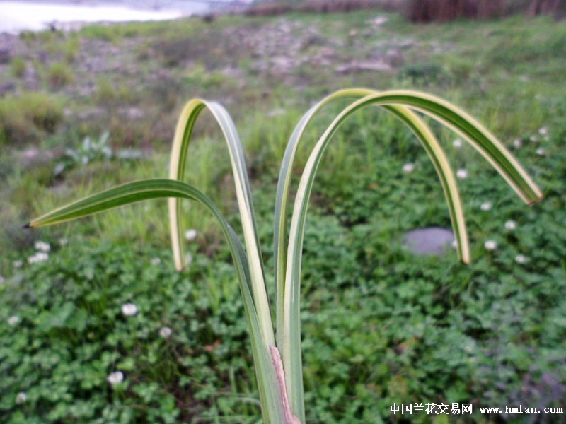0起拍高档春剑艺草一口价包邮