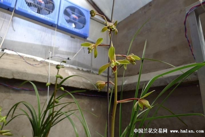 秦岭蕙兰梅瓣1苗带芽