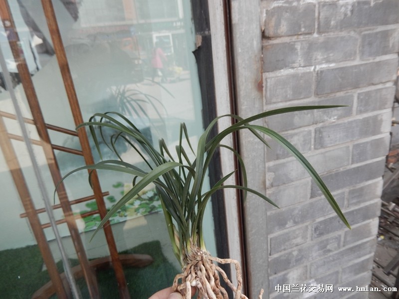 [大全]成相旬的名字怎样||写歌词的格式怎样好看