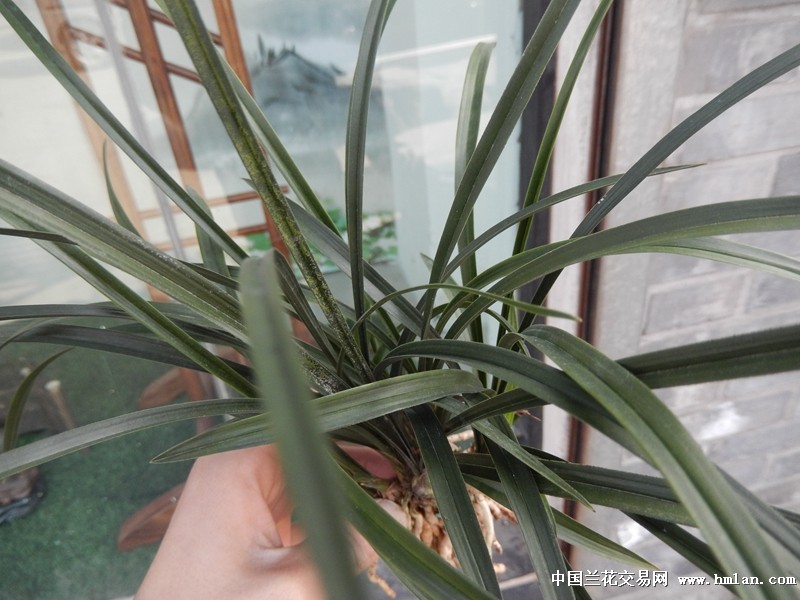 [大全]成相旬的名字怎样||写歌词的格式怎样好看