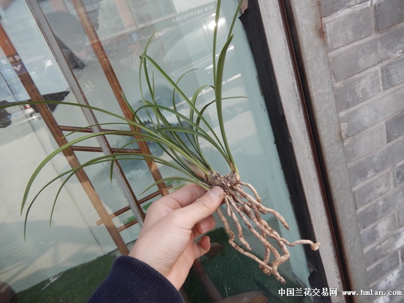 [大全]成相旬的名字怎样||写歌词的格式怎样好看