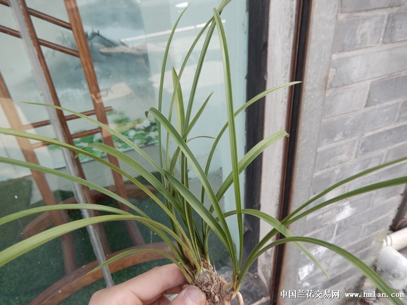 [大全]成相旬的名字怎样||写歌词的格式怎样好看