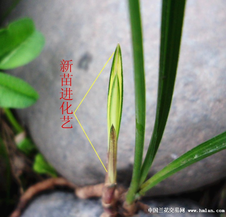 0起拍龙根莲瓣进化艺(一口价包邮) - 中国兰花交易网