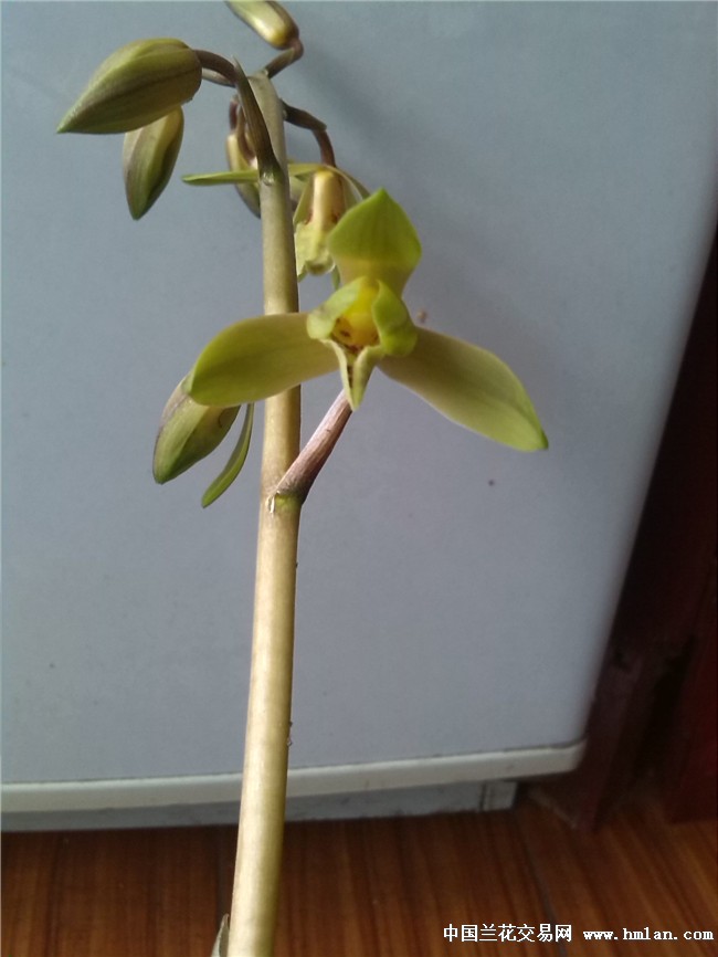 下山蕙兰瓣型花 - 中国兰花交易网