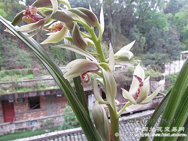 下山蕙兰大白花斑艺【重拍】