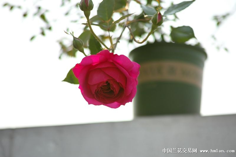 月季-秋日胭脂-其他花卉-中国兰花交易网社区