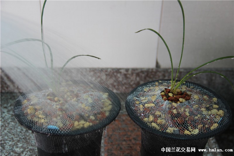 《好植多》试用--虎蕊入盆详情(多图)