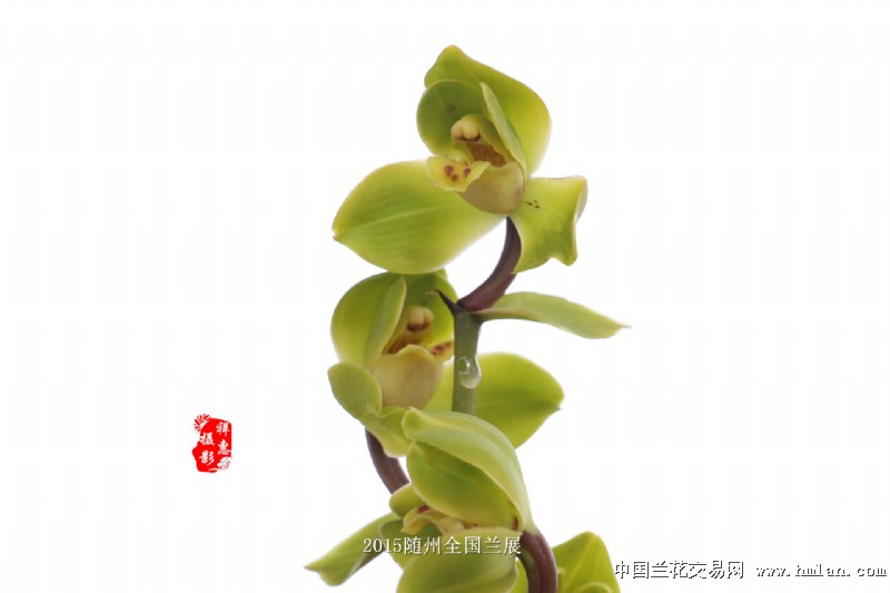 2015随州国兰展的"祥荷"非常霸气-蕙兰篇-中国兰花网