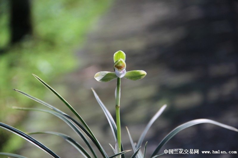 **雪山**天草10苗1花带新芽(15041401)