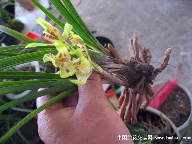 下山惠兰特漂亮奇蝶 花已谢