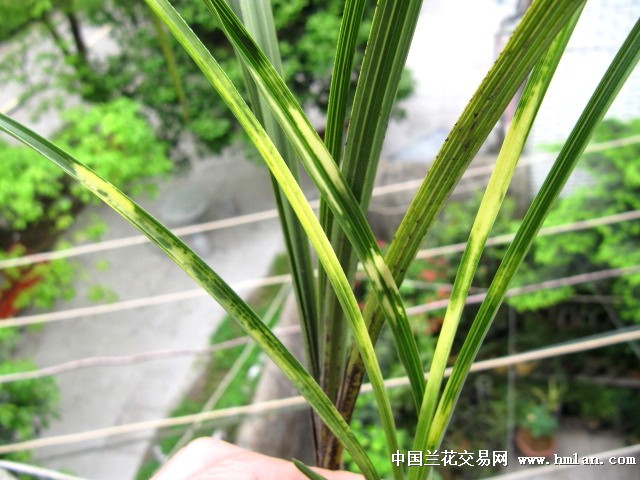 蕙兰虎斑
