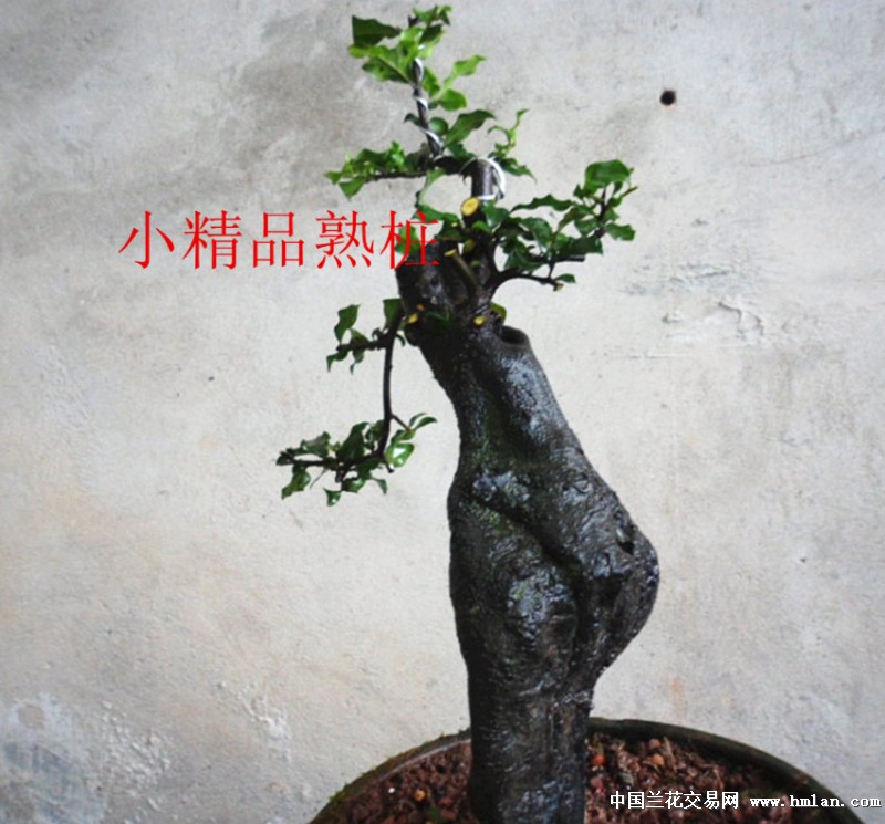 零起拍小精品扁桩金弹子(一口价包邮)