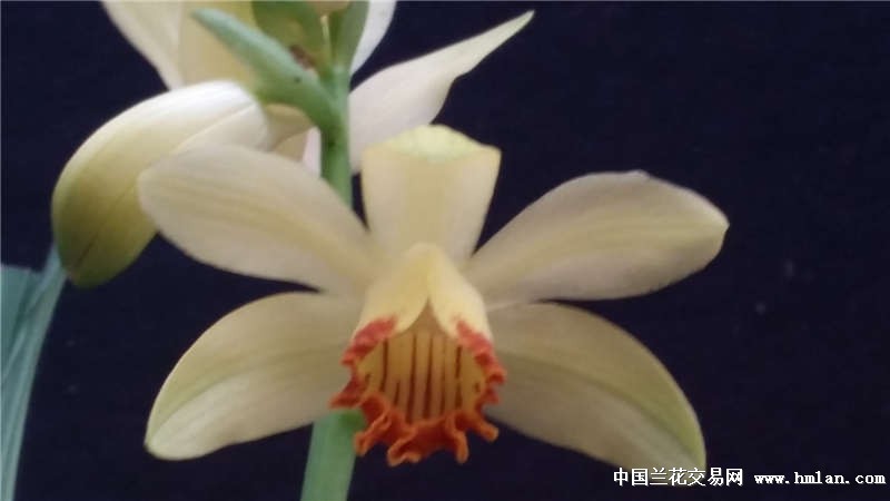 鹤顶兰花开