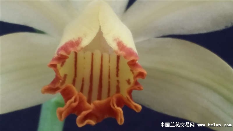 鹤顶兰花开